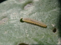 Bucculatrix maritima
