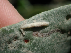 Bucculatrix maritima