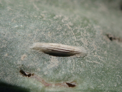 Bucculatrix maritima