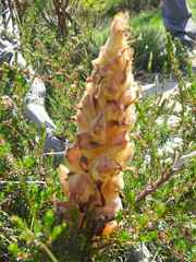 Orobanchaceae