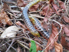 Diploglossus lessonae