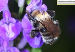 Bombus pseudobaicalensis