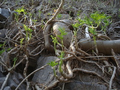 Philodendron warszewiczii
