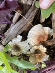 Lepiota lilacea