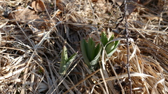 Allium aflatunense