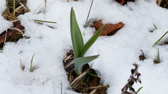 Allium aflatunense