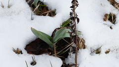 Allium aflatunense