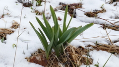 Allium aflatunense