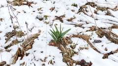 Allium aflatunense