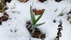 Allium aflatunense