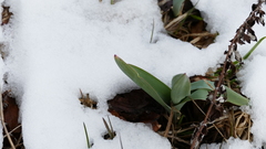 Allium aflatunense