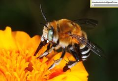 Amegilla