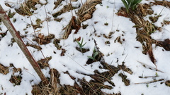 Allium aflatunense