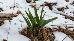 Allium aflatunense