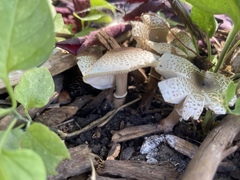 Lepiota lilacea