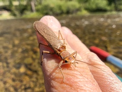 Hesperoperla pacifica