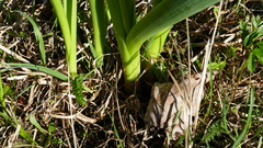 Allium aflatunense