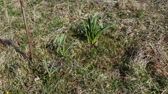 Allium aflatunense