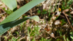 Allium aflatunense