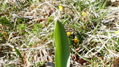 Allium aflatunense