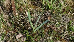 Allium aflatunense