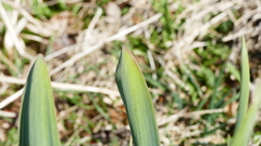 Allium aflatunense