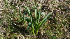 Allium aflatunense