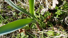 Allium aflatunense