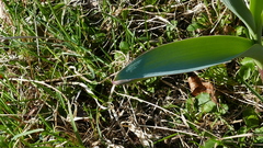 Allium aflatunense
