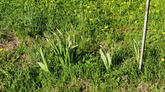 Allium aflatunense