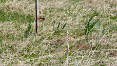 Allium aflatunense
