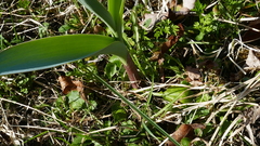 Allium aflatunense