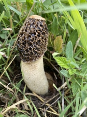 Phallus hadriani