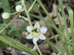 Anticlea elegans elegans