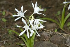 Pancratium triflorum