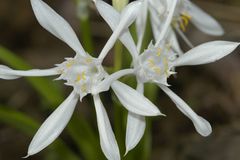 Pancratium triflorum