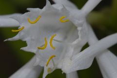 Pancratium triflorum