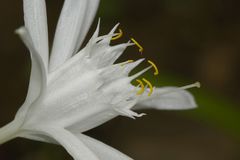 Pancratium triflorum