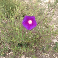 Ipomoea stans