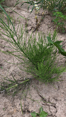 Equisetum arvense