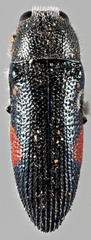 Acmaeodera acanthicola