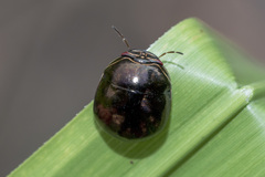 Brachyplatys subaeneus