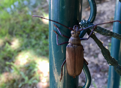 Aegosoma scabricorne