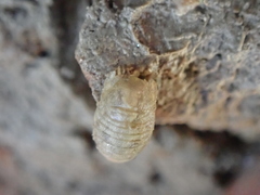 Lekanesphaera rugicauda