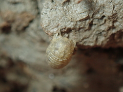 Lekanesphaera rugicauda
