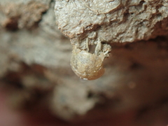 Lekanesphaera rugicauda