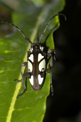 Calothyrza margaritifera