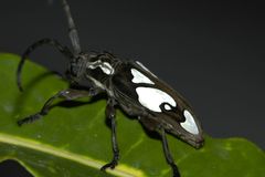 Calothyrza margaritifera