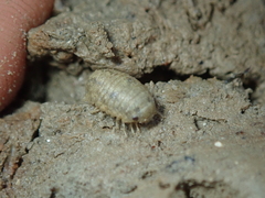 Lekanesphaera rugicauda