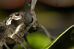 Calothyrza margaritifera